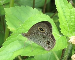 Ypthima baldus newboldi