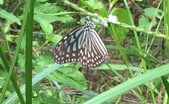 Ideopsis vulgaris macrina