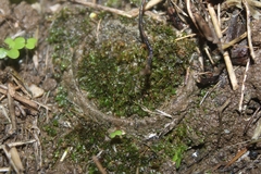 Bothriocyrtum californicum
