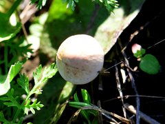 Conocybe apala