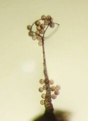 Clastoderma microcarpum