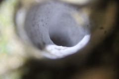 Bothriocyrtum californicum