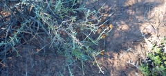 Pentzia incana