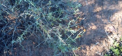 Pentzia incana