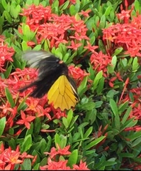 Troides amphrysus ruficollis