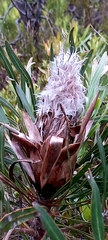 Protea longifolia