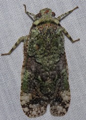 Fulgoricesa peruviana