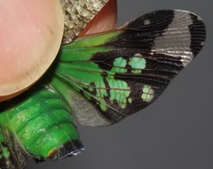 Fulgoricesa peruviana