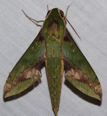 Xylophanes chiron