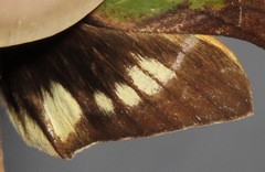 Xylophanes chiron
