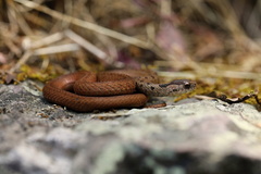 Storeria storerioides