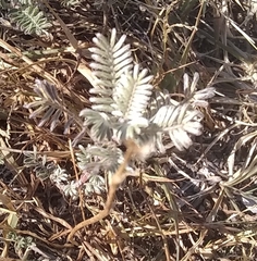Dalea bicolor