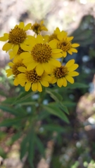 Verbesina virgata