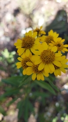 Verbesina virgata