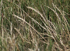 Sporobolus virginicus