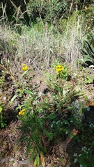 Verbesina virgata