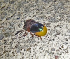 Gastrophysa polygoni