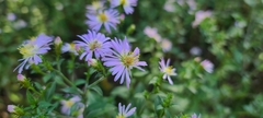 Symphyotrichum elliottii