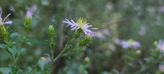 Symphyotrichum elliottii