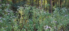 Symphyotrichum elliottii