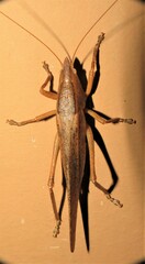 Pyrgocorypha uncinata