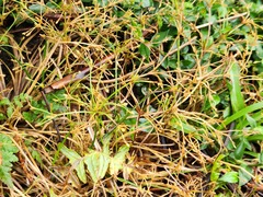Fimbristylis