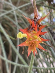 Acanthostachys strobilacea