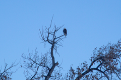 Haliaeetus leucocephalus
