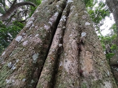 Ptaeroxylon obliquum