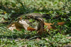 Lepidocolaptes angustirostris