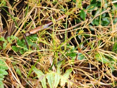 Fimbristylis