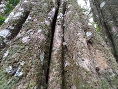 Ptaeroxylon obliquum
