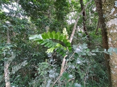 Ptaeroxylon obliquum