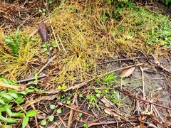 Fimbristylis