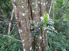 Ptaeroxylon obliquum