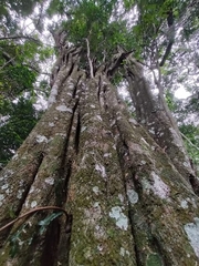 Ptaeroxylon obliquum