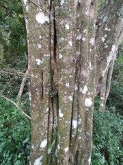 Ptaeroxylon obliquum