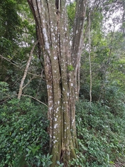 Ptaeroxylon obliquum