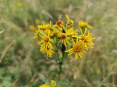 Jacobaea