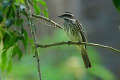 Empidonomus varius