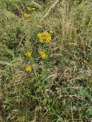 Jacobaea