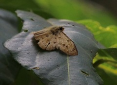 Eagris sabadius