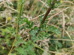 Jacobaea
