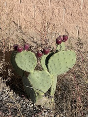 Opuntia orbiculata