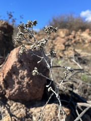 Pseudognaphalium canescens