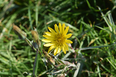 Tragopogon