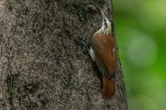 Lepidocolaptes angustirostris