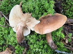 Tricholoma fulvum image