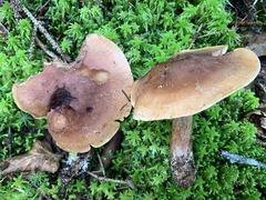 Tricholoma fulvum image