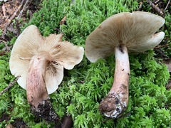 Tricholoma fulvum image